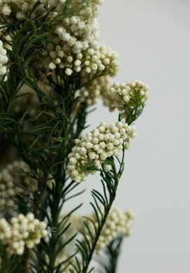Озотамнус біло-зелений, рисова квітка для декору